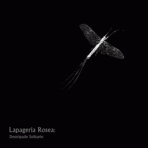 Lapageria Rosea : Destripado Solitario